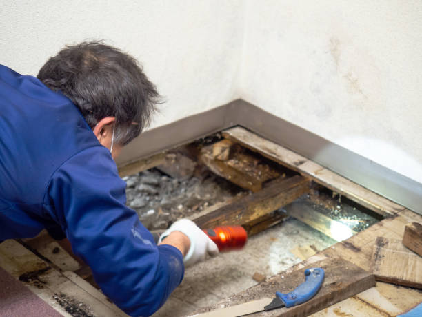Best Office Mold Removal Services  in Highland, IL
