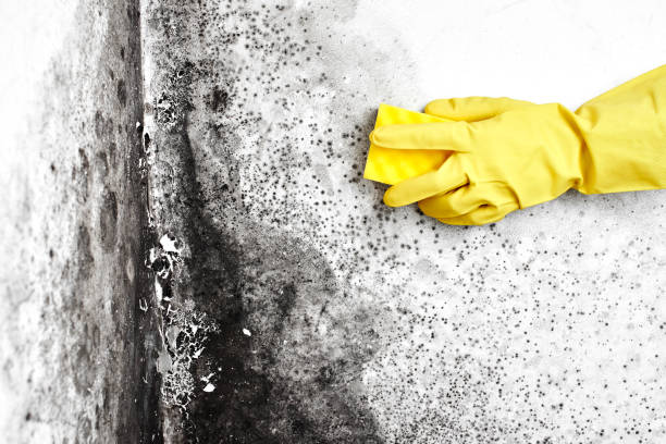 Mold Removal and Inspection in Highland, IL