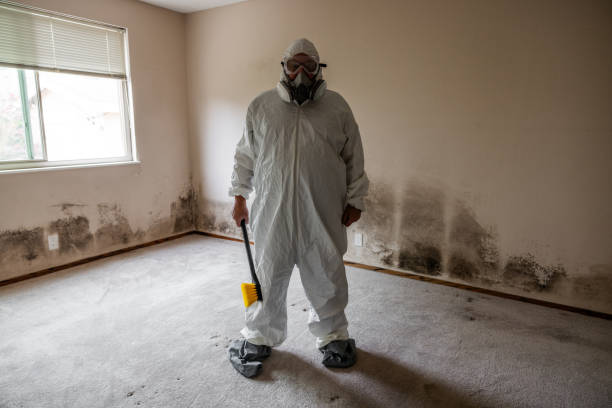 Best Black Mold Removal  in Highland, IL
